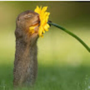 Meet your Posher, Rose